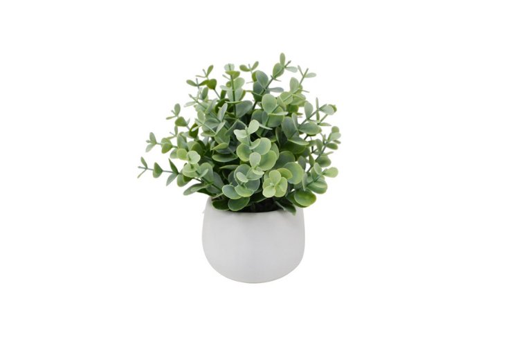 Eucalyptus en pot blanc 21cm - Piscines Soucy